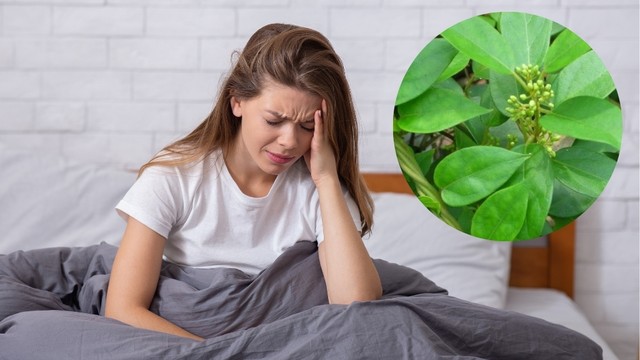 Uống dây thìa canh có mất ngủ không? Cách dùng an toàn