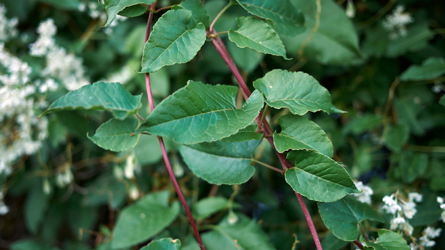 Uống hà thủ ô bao lâu thì ngừng để an toàn cho gan?