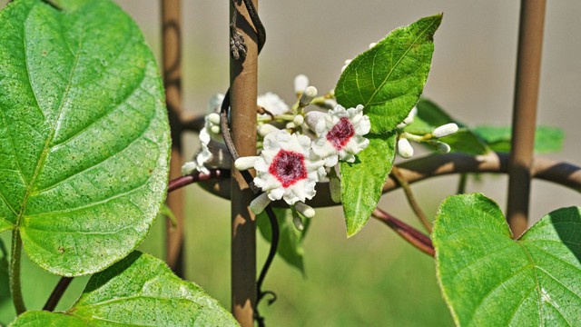 Uống nước lá mơ hàng ngày có tốt không và cách dùng sao cho hiệu quả