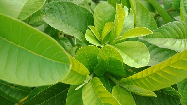 Uống nước lá ổi bao lâu thì giảm cân? Lưu ý quan trọng khi uống nước lá ổi giảm cân