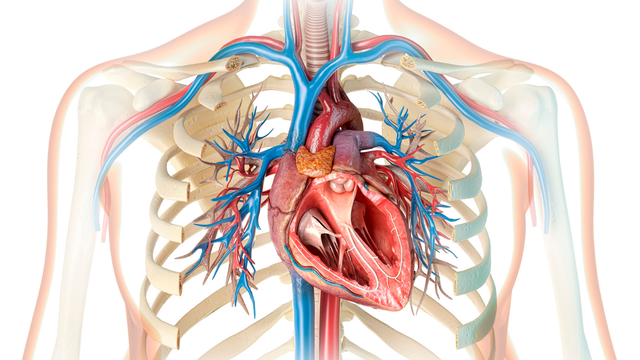 Van tim là gì? Cấu tạo, chức năng và những vấn đề thường gặp