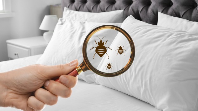 Vết cắn của rệp giường: Nhận biết, phòng tránh và xử lý hiệu quả