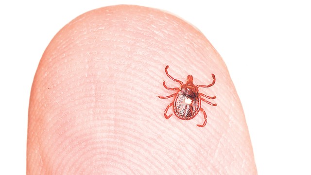 Vi khuẩn Orientia tsutsugamushi gây bệnh gì? Cách phòng ngừa hiệu quả