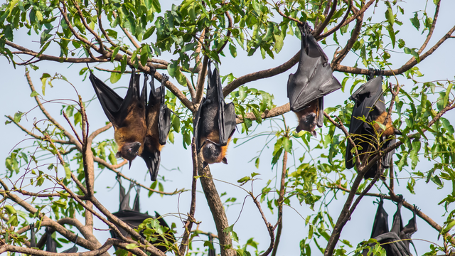 Virus Nipah là gì? Triệu chứng và cách phòng ngừa lây nhiễm
