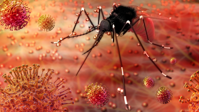 Virus zika gây teo não là gì? Đường lây truyền và triệu chứng nhiễm bệnh