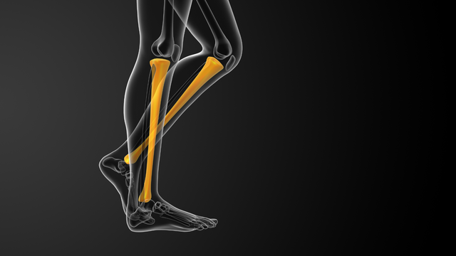 Xương chày nằm ở đâu? Cấu tạo, chức năng và bệnh lý liên quan đến xương chày