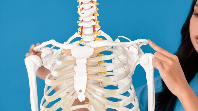 Xương đòn nằm ở đâu? Cấu tạo, chức năng và bệnh lý liên quan