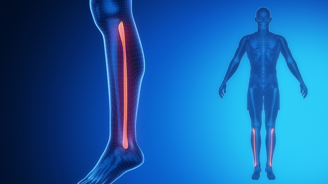 Xương mác là gì? Vị trí, cấu tạo, chức năng và các vấn đề liên quan