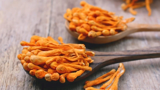 Cordycepin có tác dụng gì đối với sức khoẻ? Cách bổ sung hiệu quả