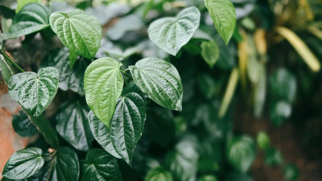 Ăn lá lốt có mất sữa không? Khi nào nên và không nên ăn?