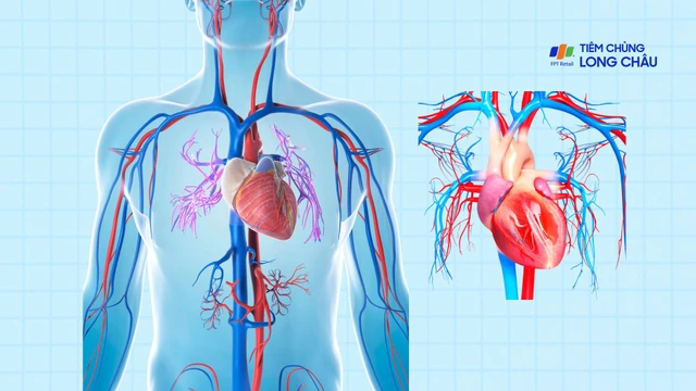 Suy tim: Nguyên nhân, triệu chứng và phương pháp điều trị