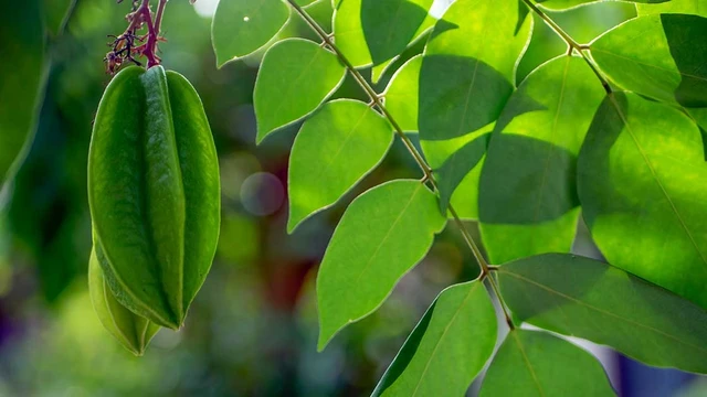 Bị thủy đậu tắm lá gì và cách chăm sóc da hiệu quả