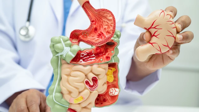 Cấu tạo và chức năng của ống tiêu hóa là gì?