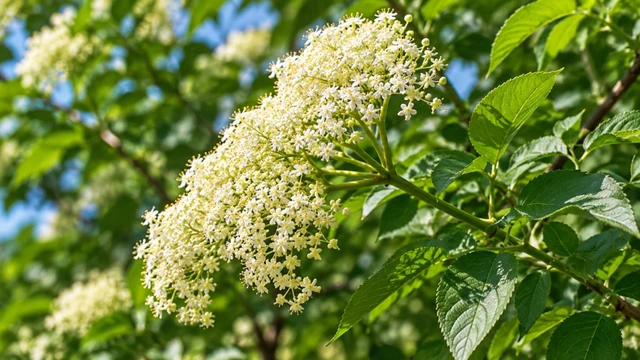 cay_com_chay_cong_dung_loi_ich_va_luu_y_khi_su_dung_1_626482109f