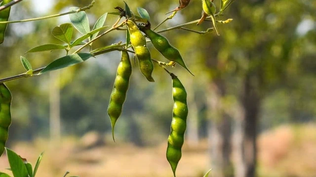 Cây đậu săng trị thủy đậu: Có hiệu quả như lời truyền miệng?