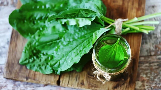 Cây mã đề nấu nước uống có tác dụng gì? Những điều cần biết