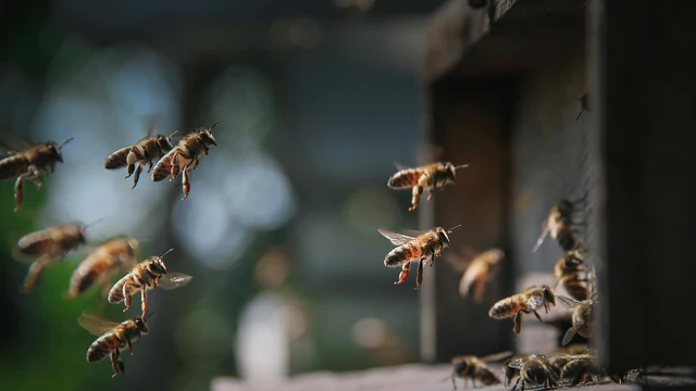 Mật ong Manuka có công dụng gì? Cách dùng và cách chọn đúng chuẩn