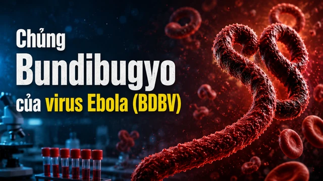 Chủng Bundibugyo của virus Ebola nguy hiểm thế nào?
