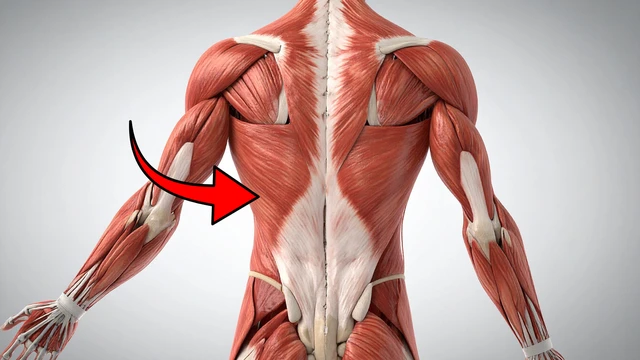 Cơ lưng rộng là gì? Vị trí, chức năng và các vấn đề thường gặp