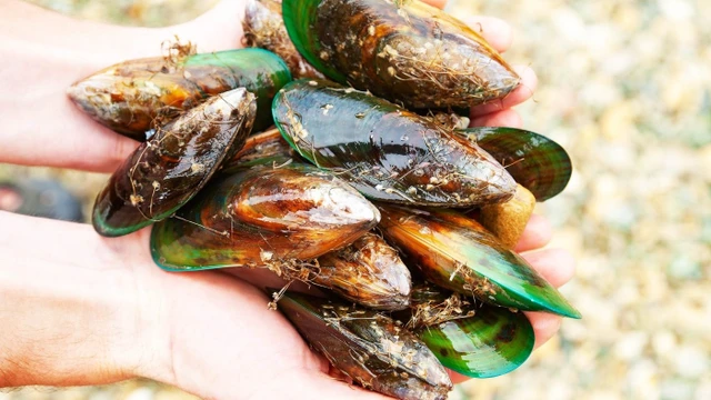 Con vẹm xanh có độc không? Cách ăn vẹm xanh an toàn