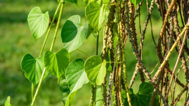Dây đau xương là gì? Công dụng, cách dùng và những điều cần lưu ý