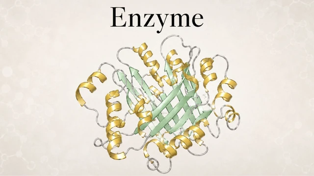 Enzyme tiêu hóa là gì? Vai trò và cơ chế hoạt động trong cơ thể