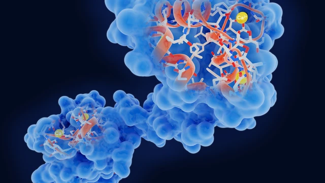 enzyme_maltase_vai_tro_quan_trong_trong_he_tieu_hoa_va_suc_khoe_0_0c8eff1b92