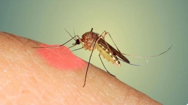 3 giai đoạn của sốt xuất huyết: Dấu hiệu cụ thể từng giai đoạn