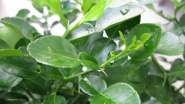 Lá chanh có tác dụng gì? Công dụng và những lưu ý khi sử dụng