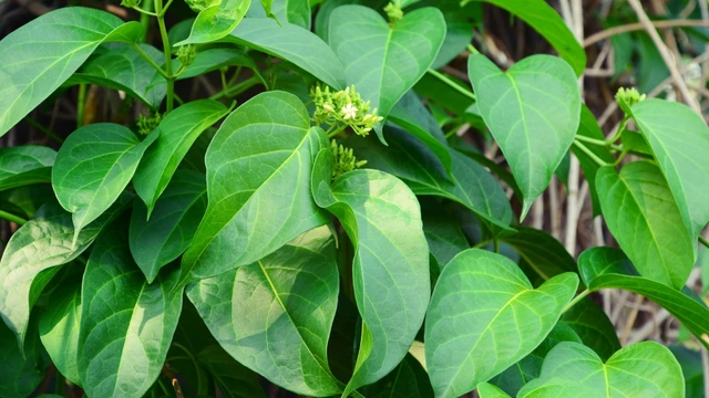 Lưu ý khi dùng dây thìa canh trong kiểm soát đường huyết