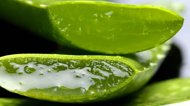 Nha đam ăn sống được không? Những lưu ý quan trọng