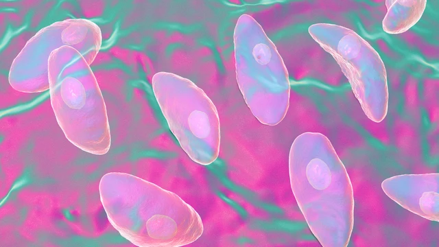 Nhiễm Toxoplasma khi mang thai có nguy hiểm không?