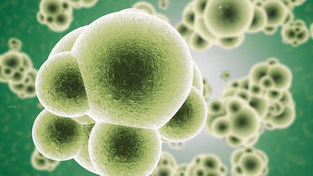 Nhiễm trùng máu do virus là gì? Dấu hiệu và cách phòng ngừa