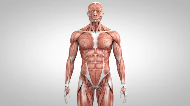 Tăng cường sinh lý nam: Cách cải thiện sức khỏe sinh lý an toàn và bền vững cho nam giới