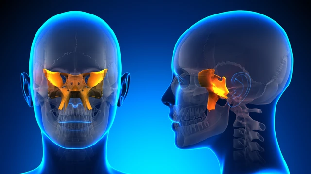 Xương bướm là gì? Vị trí, cấu tạo, chức năng và bệnh lý liên quan