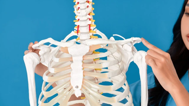 Xương đòn nằm ở đâu? Cấu tạo, chức năng và bệnh lý liên quan