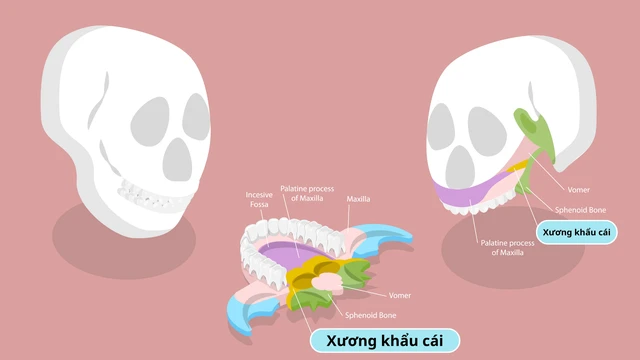 Xương khẩu cái là gì? Cấu tạo, chức năng và bệnh lý liên quan