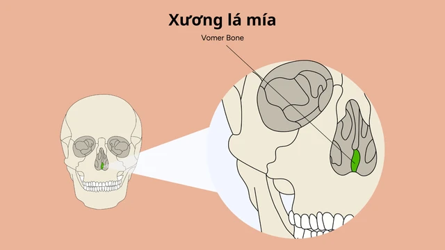 Xương lá mía là gì? Cấu tạo, chức năng và bệnh lý liên quan