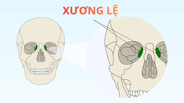 Xương lệ là gì? Vị trí và chức năng của xương lệ