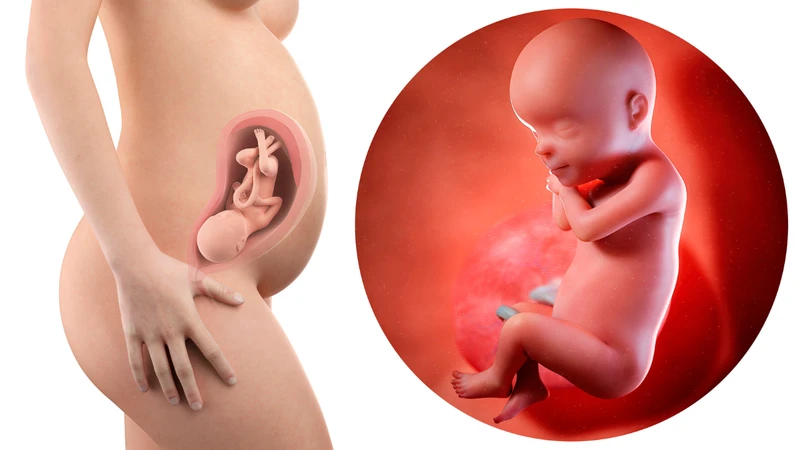 Thai 13 tuần tuổi, mắt của thai nhi dần di chuyển về đúng vị trí trên khuôn mặt