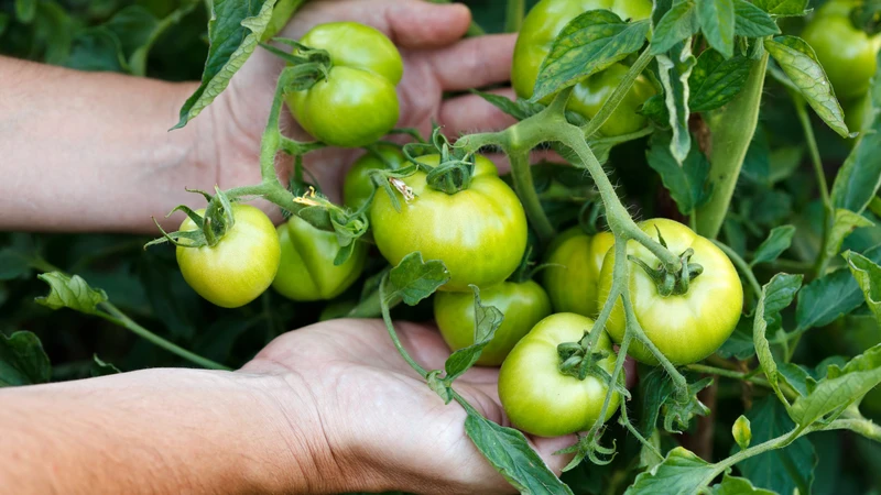 Cà chua có tác dụng gì đối với mẹ bầu? Những lưu ý khi mẹ bầu ăn cà chua 4