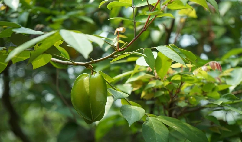 Có thể dùng lá khế, chè xanh đun nước tắm để làm dịu da trong các trường hợp mề đay nhẹ