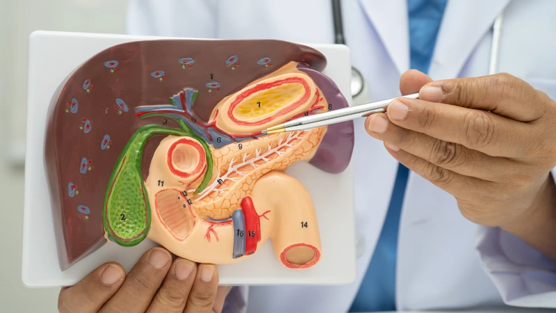 Xơ gan giai đoạn cuối: Triệu chứng, điều trị và vai trò của tiêm phòng vắc xin 1