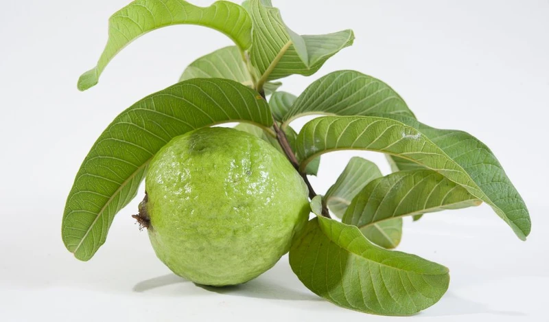 Lá ổi chứa các chất có tác dụng chống oxy hóa, hỗ trợ ngừa viêm hiệu quả
