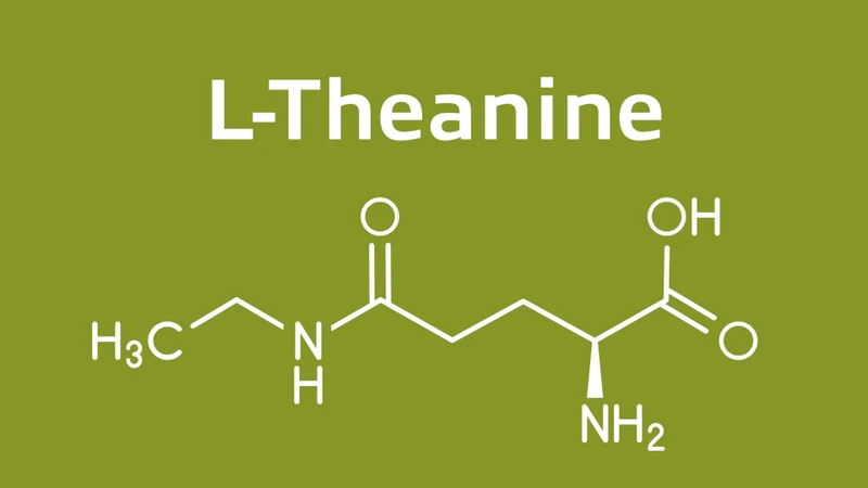 L-Theanine được tìm thấy trong các loại trà