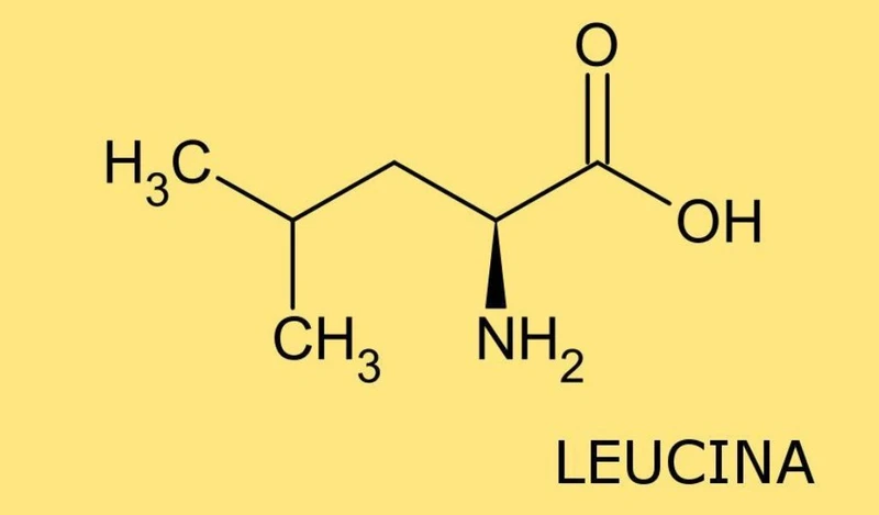 Leucine là một axit amin thiết yếu mà cơ thể con người không thể tự tổng hợp