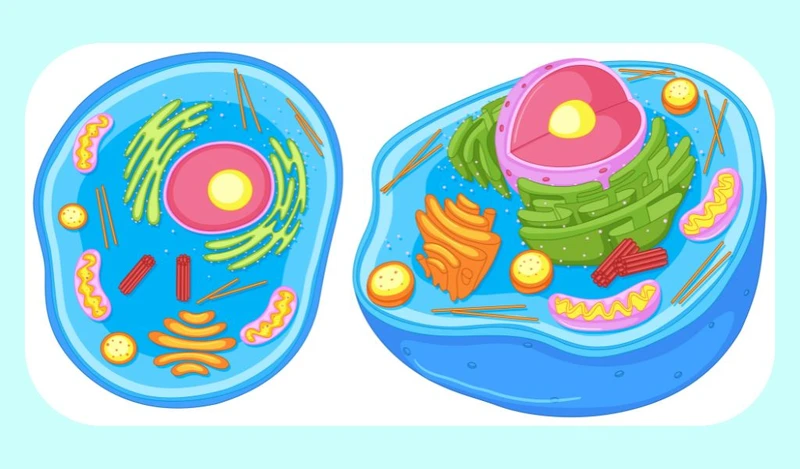 Ribosome có thể tồn tại tự do trong tế bào chất hoặc gắn trên lưới nội chất hạt