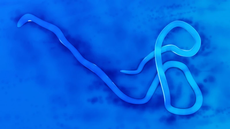 Virus Ebola là gì và lây lan qua những con đường nào? 1