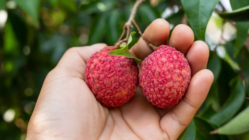 Ăn nhiều vải thiều có thể gây đầy bụng khó chịu