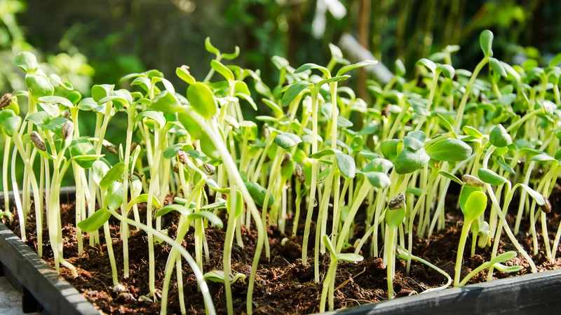 Nấu chín rau mầm là một trong những cách giúp giảm nguy cơ nhiễm vi khuẩn gây bệnh